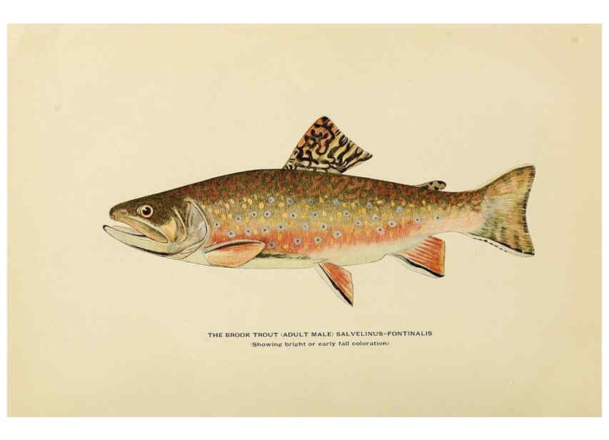 Reproducción/Reproduction 6308551591: Trout fly-fishing in America New York,E. P. Dutton & company,1914
