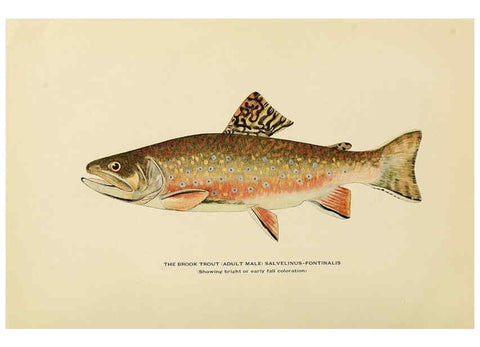 Reproducción/Reproduction 6308551591: Trout fly-fishing in America New York,E. P. Dutton & company,1914