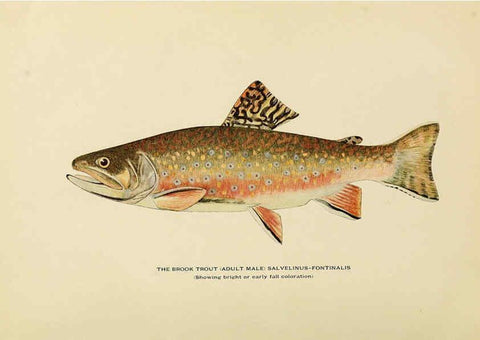 Reproducción/Reproduction 6308551591: Trout fly-fishing in America New York,E. P. Dutton & company,1914