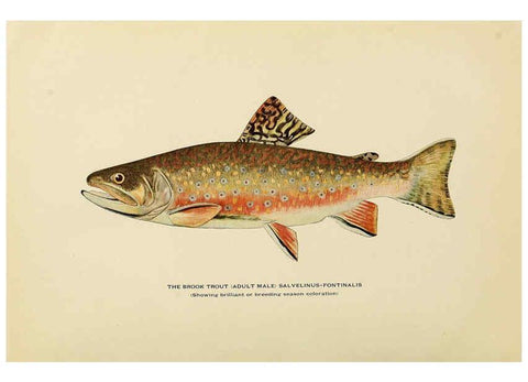 Reproducción/Reproduction 6309072494: Trout fly-fishing in America New York,E. P. Dutton & company,1914