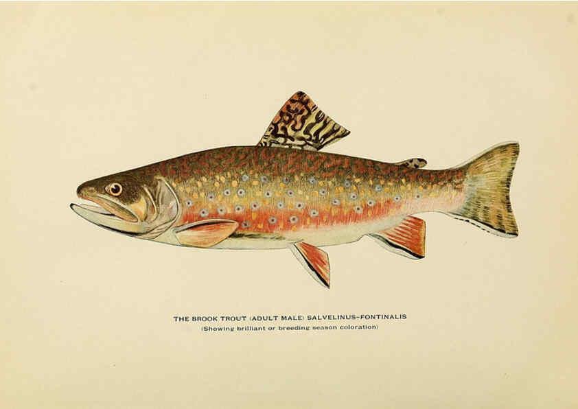 Reproducción/Reproduction 6309072494: Trout fly-fishing in America New York,E. P. Dutton & company,1914