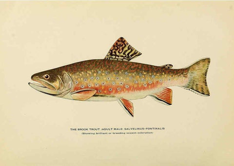 Reproducción/Reproduction 6309072494: Trout fly-fishing in America New York,E. P. Dutton & company,1914