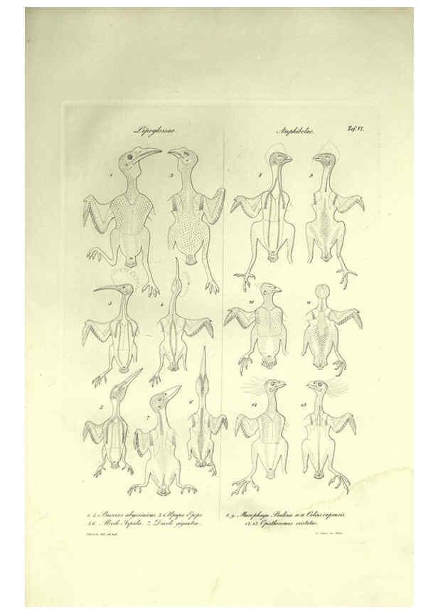 Reproducción/Reproduction 6309095466: Nitzsch's Pterylography London,Pub. for the Ray society by R. Hardwicke,1867