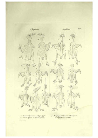 Reproducción/Reproduction 6309095466: Nitzsch's Pterylography London,Pub. for the Ray society by R. Hardwicke,1867