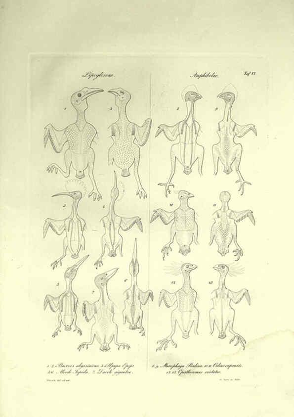 Reproducción/Reproduction 6309095466: Nitzsch's Pterylography London,Pub. for the Ray society by R. Hardwicke,1867