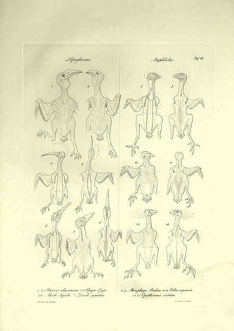 Reproducción/Reproduction 6309095466: Nitzsch's Pterylography London,Pub. for the Ray society by R. Hardwicke,1867