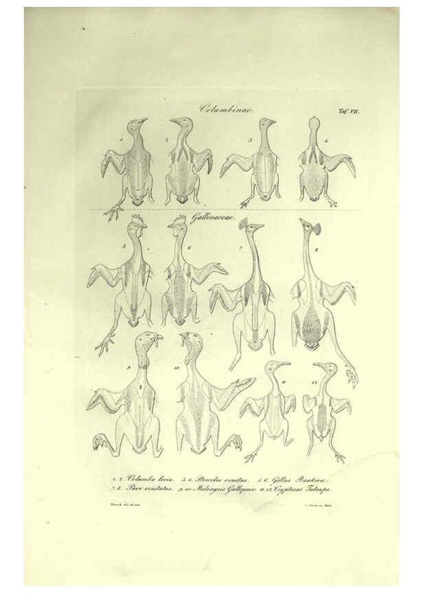 Reproducción/Reproduction 6309095624: Nitzsch's Pterylography London,Pub. for the Ray society by R. Hardwicke,1867