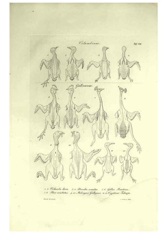Reproducción/Reproduction 6309095624: Nitzsch's Pterylography London,Pub. for the Ray society by R. Hardwicke,1867