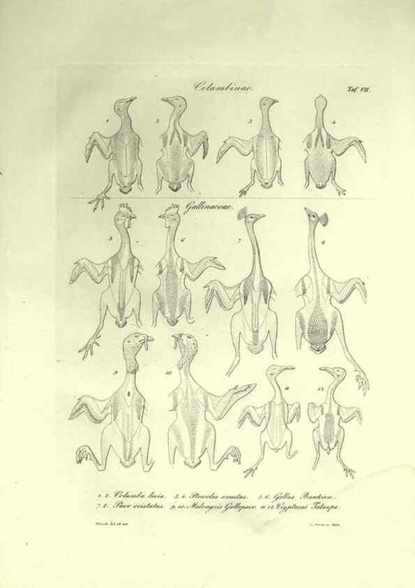 Reproducción/Reproduction 6309095624: Nitzsch's Pterylography London,Pub. for the Ray society by R. Hardwicke,1867