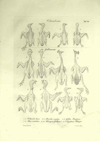 Reproducción/Reproduction 6309095624: Nitzsch's Pterylography London,Pub. for the Ray society by R. Hardwicke,1867