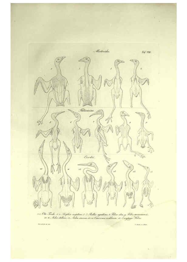 Reproducción/Reproduction 6308574431: Nitzsch's Pterylography London,Pub. for the Ray society by R. Hardwicke,1867