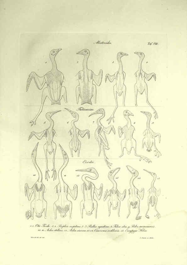 Reproducción/Reproduction 6308574431: Nitzsch's Pterylography London,Pub. for the Ray society by R. Hardwicke,1867