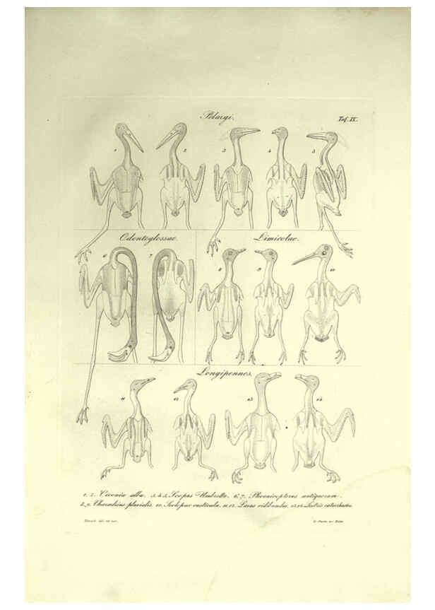 Reproducción/Reproduction 6308574611: Nitzsch's Pterylography London,Pub. for the Ray society by R. Hardwicke,1867