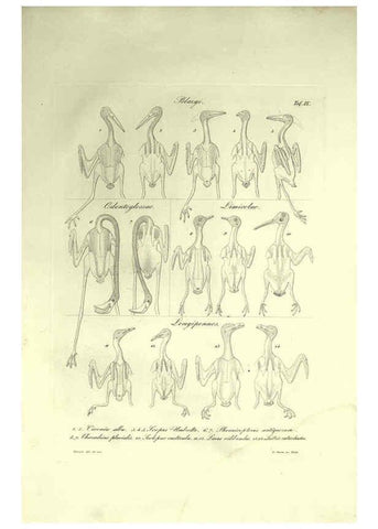 Reproducción/Reproduction 6308574611: Nitzsch's Pterylography London,Pub. for the Ray society by R. Hardwicke,1867