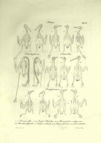 Reproducción/Reproduction 6308574611: Nitzsch's Pterylography London,Pub. for the Ray society by R. Hardwicke,1867