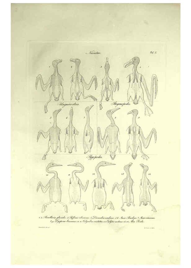 Reproducción/Reproduction 6309096022: Nitzsch's Pterylography London,Pub. for the Ray society by R. Hardwicke,1867