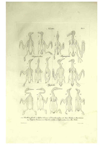 Reproducción/Reproduction 6309096022: Nitzsch's Pterylography London,Pub. for the Ray society by R. Hardwicke,1867