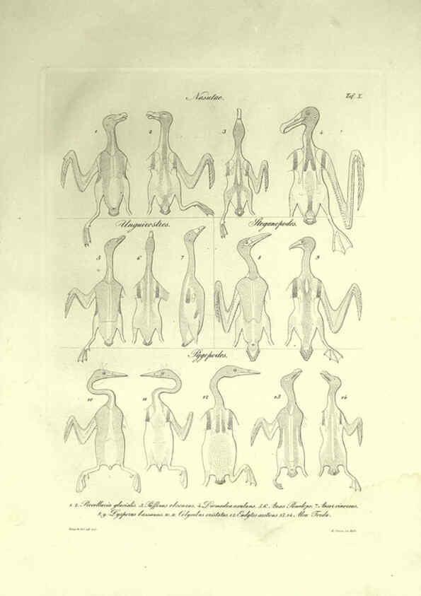 Reproducción/Reproduction 6309096022: Nitzsch's Pterylography London,Pub. for the Ray society by R. Hardwicke,1867