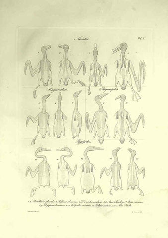 Reproducción/Reproduction 6309096022: Nitzsch's Pterylography London,Pub. for the Ray society by R. Hardwicke,1867