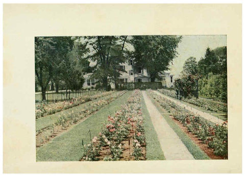 Reproducción/Reproduction 6309172168: The practical book of outdoor rose growing for the home garden Philadelphia and London,J.B. Lippincott, Co.,1920
