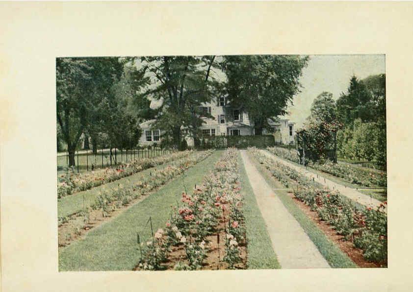 Reproducción/Reproduction 6309172168: The practical book of outdoor rose growing for the home garden Philadelphia and London,J.B. Lippincott, Co.,1920