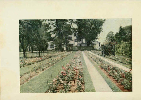 Reproducción/Reproduction 6309172168: The practical book of outdoor rose growing for the home garden Philadelphia and London,J.B. Lippincott, Co.,1920