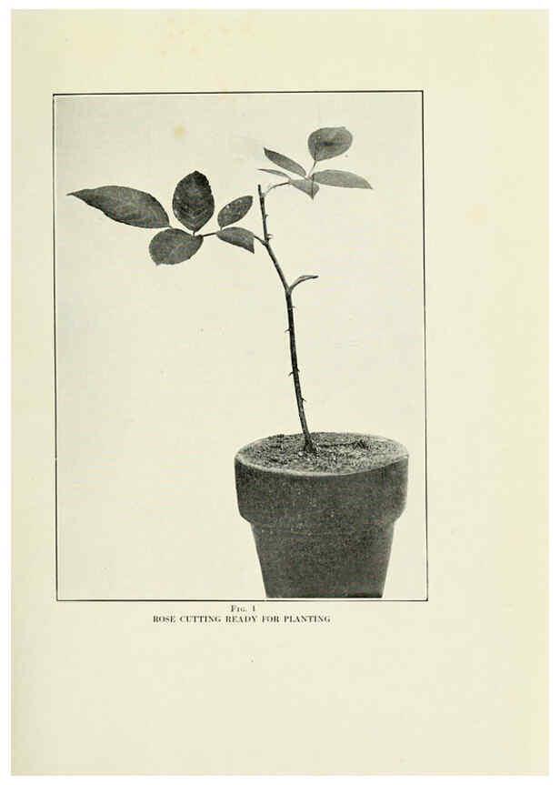 Reproducción/Reproduction 6309172378: The practical book of outdoor rose growing for the home garden Philadelphia and London,J.B. Lippincott, Co.,1920