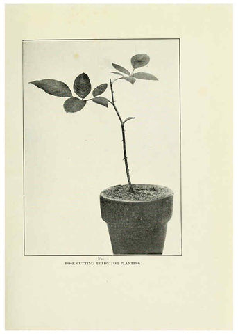 Reproducción/Reproduction 6309172378: The practical book of outdoor rose growing for the home garden Philadelphia and London,J.B. Lippincott, Co.,1920