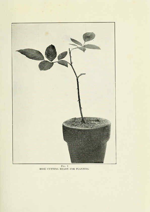 Reproducción/Reproduction 6309172378: The practical book of outdoor rose growing for the home garden Philadelphia and London,J.B. Lippincott, Co.,1920