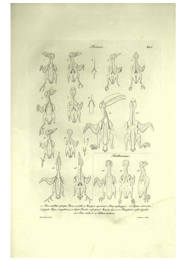 Reproducción/Reproduction 6308574023: Nitzsch's Pterylography London,Pub. for the Ray society by R. Hardwicke,1867