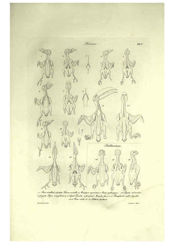 Reproducción/Reproduction 6308574023: Nitzsch's Pterylography London,Pub. for the Ray society by R. Hardwicke,1867