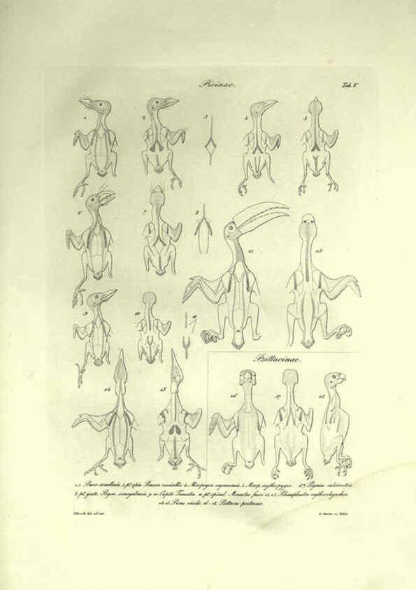 Reproducción/Reproduction 6308574023: Nitzsch's Pterylography London,Pub. for the Ray society by R. Hardwicke,1867