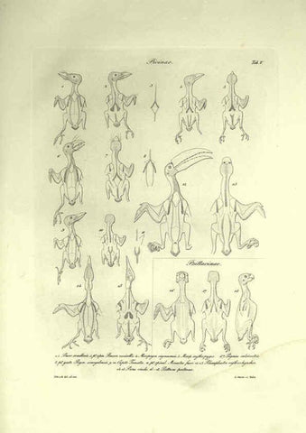 Reproducción/Reproduction 6308574023: Nitzsch's Pterylography London,Pub. for the Ray society by R. Hardwicke,1867