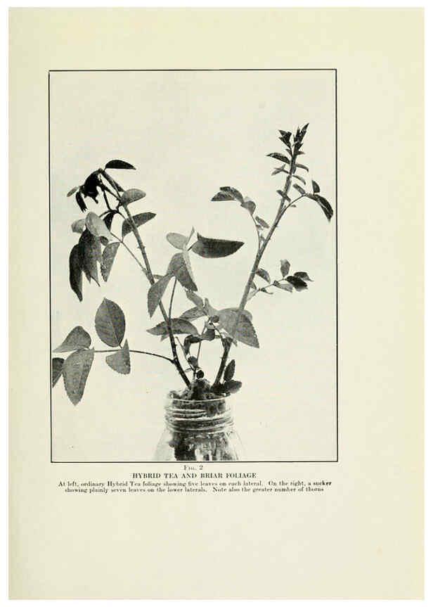 Reproducción/Reproduction 6309172536: The practical book of outdoor rose growing for the home garden Philadelphia and London,J.B. Lippincott, Co.,1920