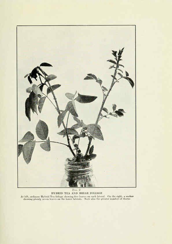 Reproducción/Reproduction 6309172536: The practical book of outdoor rose growing for the home garden Philadelphia and London,J.B. Lippincott, Co.,1920