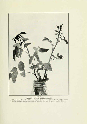 Reproducción/Reproduction 6309172536: The practical book of outdoor rose growing for the home garden Philadelphia and London,J.B. Lippincott, Co.,1920