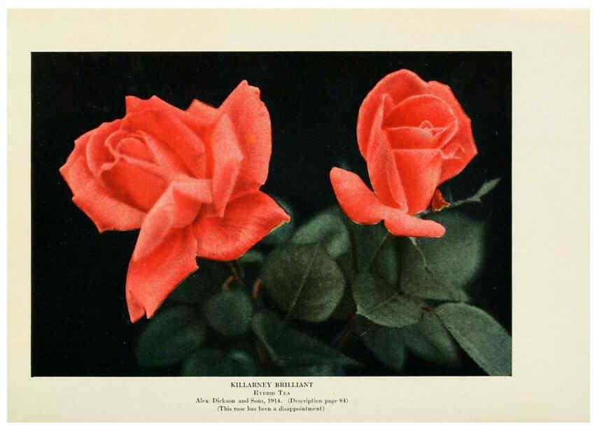 Reproducción/Reproduction 6309173014: The practical book of outdoor rose growing for the home garden Philadelphia and London,J.B. Lippincott, Co.,1920