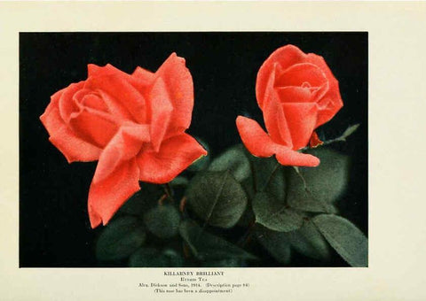 Reproducción/Reproduction 6309173014: The practical book of outdoor rose growing for the home garden Philadelphia and London,J.B. Lippincott, Co.,1920