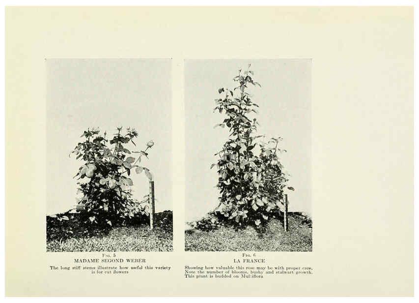 Reproducción/Reproduction 6308652137: The practical book of outdoor rose growing for the home garden Philadelphia and London,J.B. Lippincott, Co.,1920