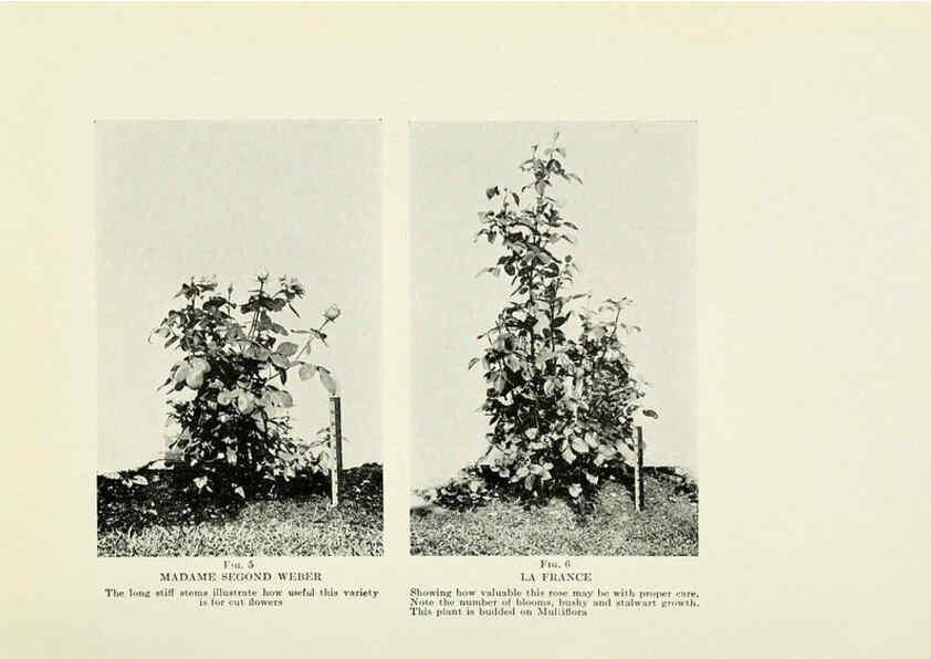 Reproducción/Reproduction 6308652137: The practical book of outdoor rose growing for the home garden Philadelphia and London,J.B. Lippincott, Co.,1920