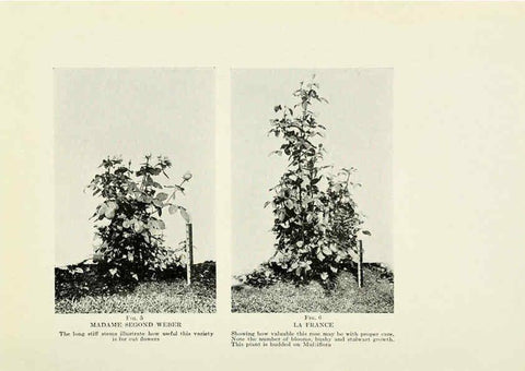 Reproducción/Reproduction 6308652137: The practical book of outdoor rose growing for the home garden Philadelphia and London,J.B. Lippincott, Co.,1920