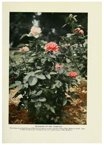 Reproducción/Reproduction 6309173348: The practical book of outdoor rose growing for the home garden Philadelphia and London,J.B. Lippincott, Co.,1920