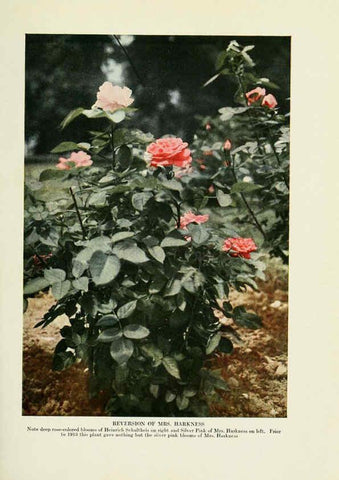 Reproducción/Reproduction 6309173348: The practical book of outdoor rose growing for the home garden Philadelphia and London,J.B. Lippincott, Co.,1920