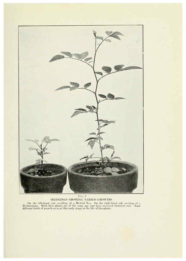 Reproducción/Reproduction 6308652465: The practical book of outdoor rose growing for the home garden Philadelphia and London,J.B. Lippincott, Co.,1920