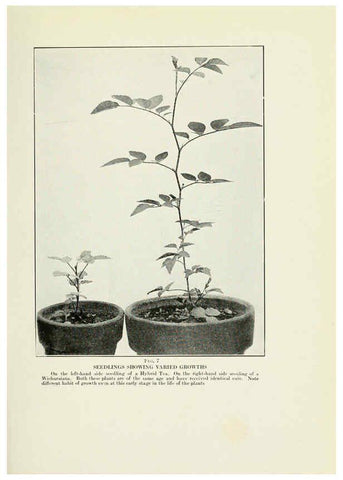Reproducción/Reproduction 6308652465: The practical book of outdoor rose growing for the home garden Philadelphia and London,J.B. Lippincott, Co.,1920