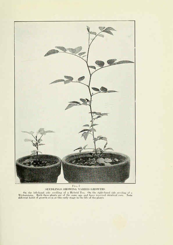 Reproducción/Reproduction 6308652465: The practical book of outdoor rose growing for the home garden Philadelphia and London,J.B. Lippincott, Co.,1920