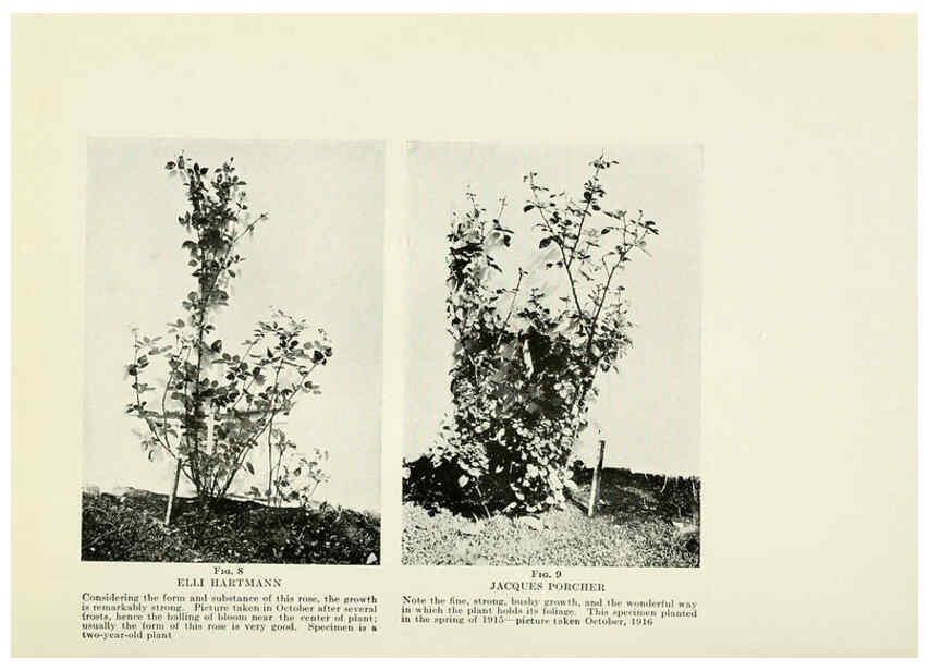 Reproducción/Reproduction 6308652631: The practical book of outdoor rose growing for the home garden Philadelphia and London,J.B. Lippincott, Co.,1920