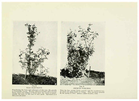 Reproducción/Reproduction 6308652631: The practical book of outdoor rose growing for the home garden Philadelphia and London,J.B. Lippincott, Co.,1920