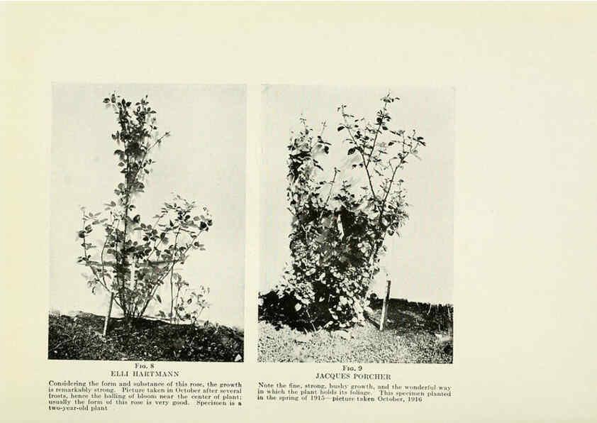 Reproducción/Reproduction 6308652631: The practical book of outdoor rose growing for the home garden Philadelphia and London,J.B. Lippincott, Co.,1920