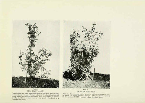 Reproducción/Reproduction 6308652631: The practical book of outdoor rose growing for the home garden Philadelphia and London,J.B. Lippincott, Co.,1920